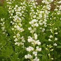 Baptisia leucantha fleur